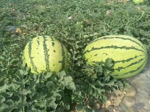 内蒙古拉拉圈网红吃瓜事件 第2张 内蒙古拉拉圈网红吃瓜事件 第2张